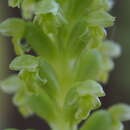 Image of Common mignonette orchid