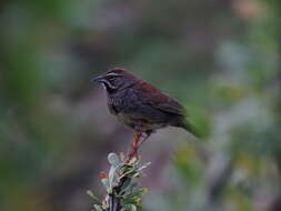 Image of Five-striped Sparrow