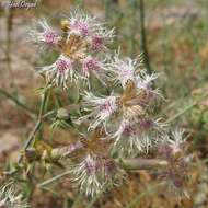 Слика од Dianthus libanotis Labill.