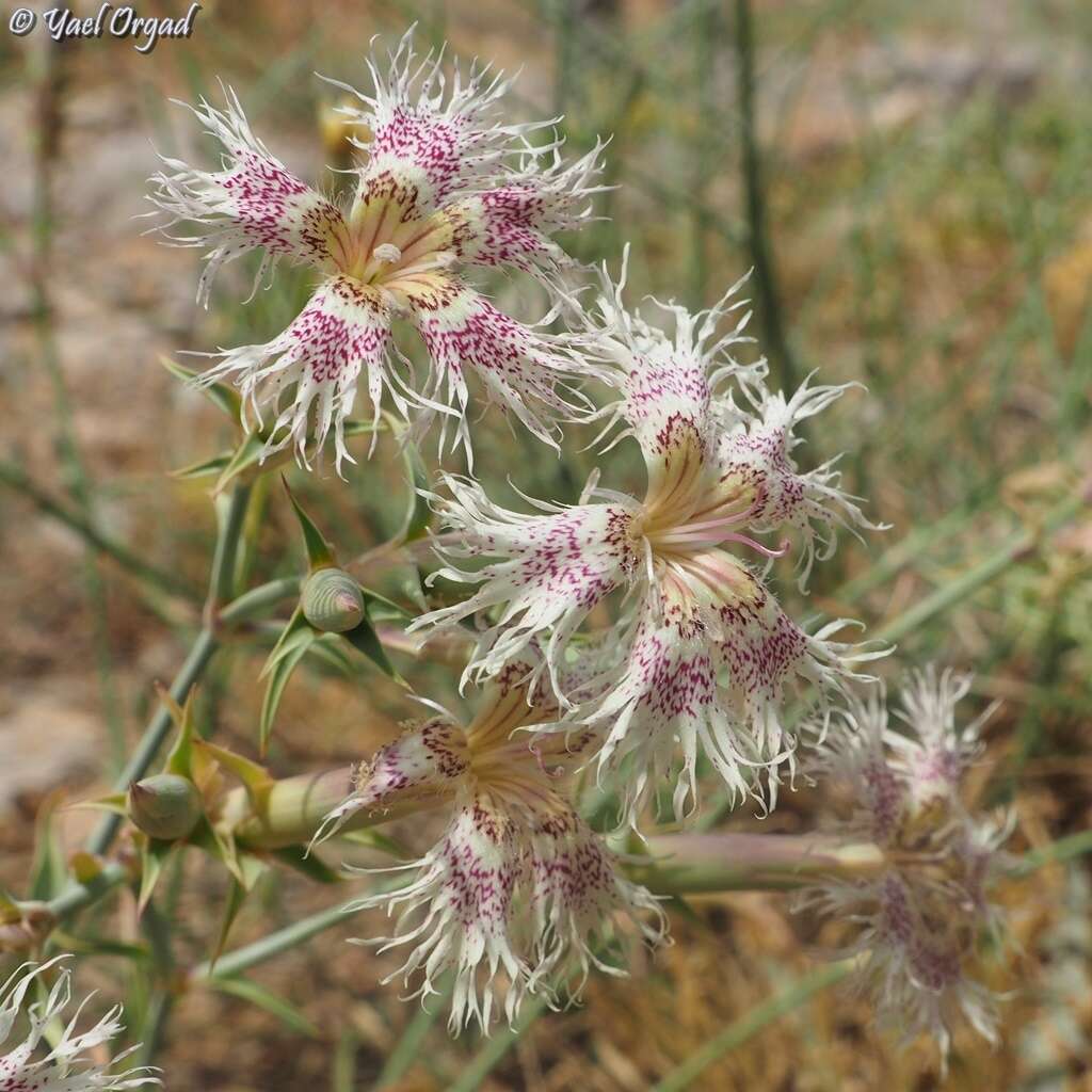 Image of Dianthus libanotis Labill.