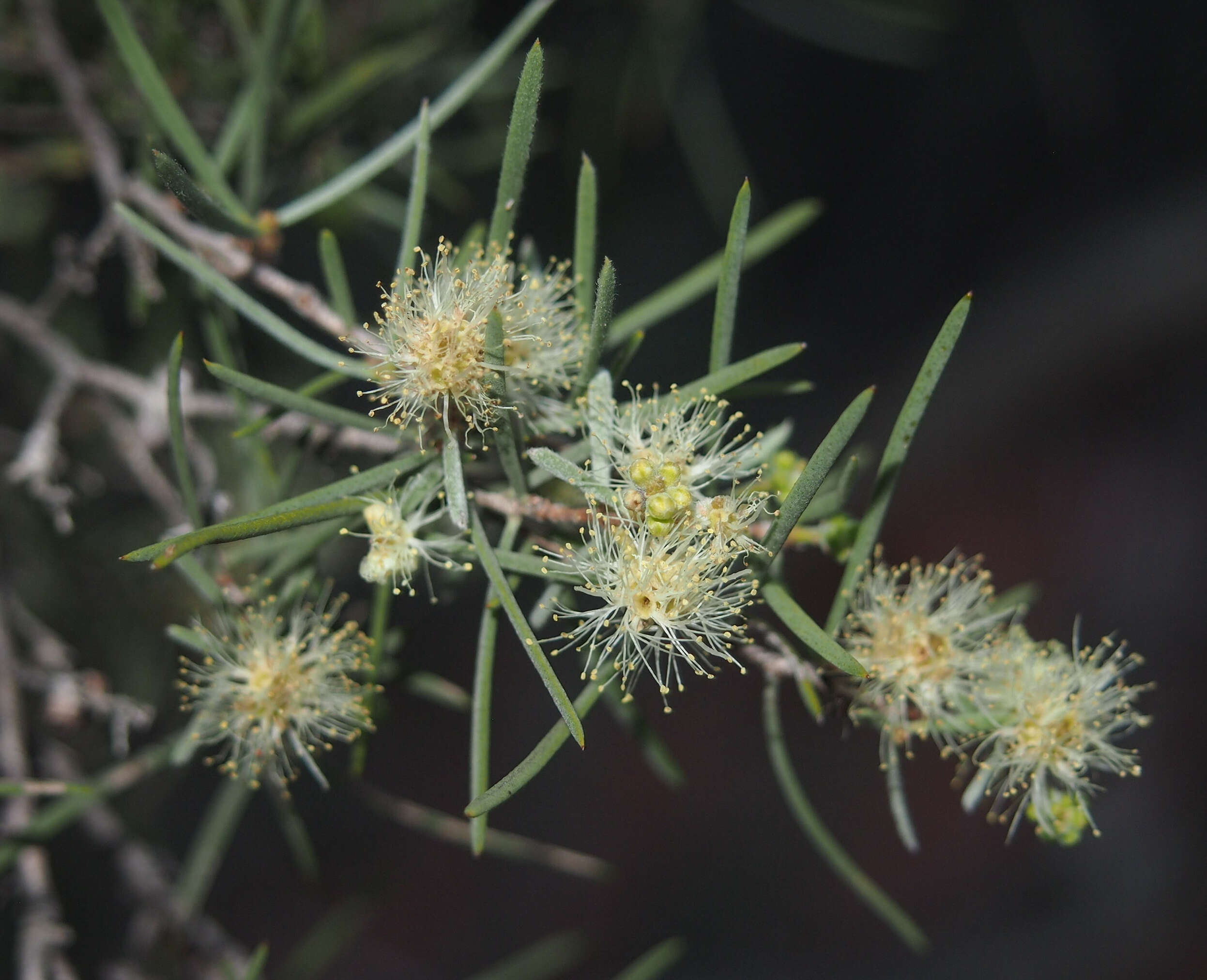 Image of Melaleuca glomerata F. Müll.