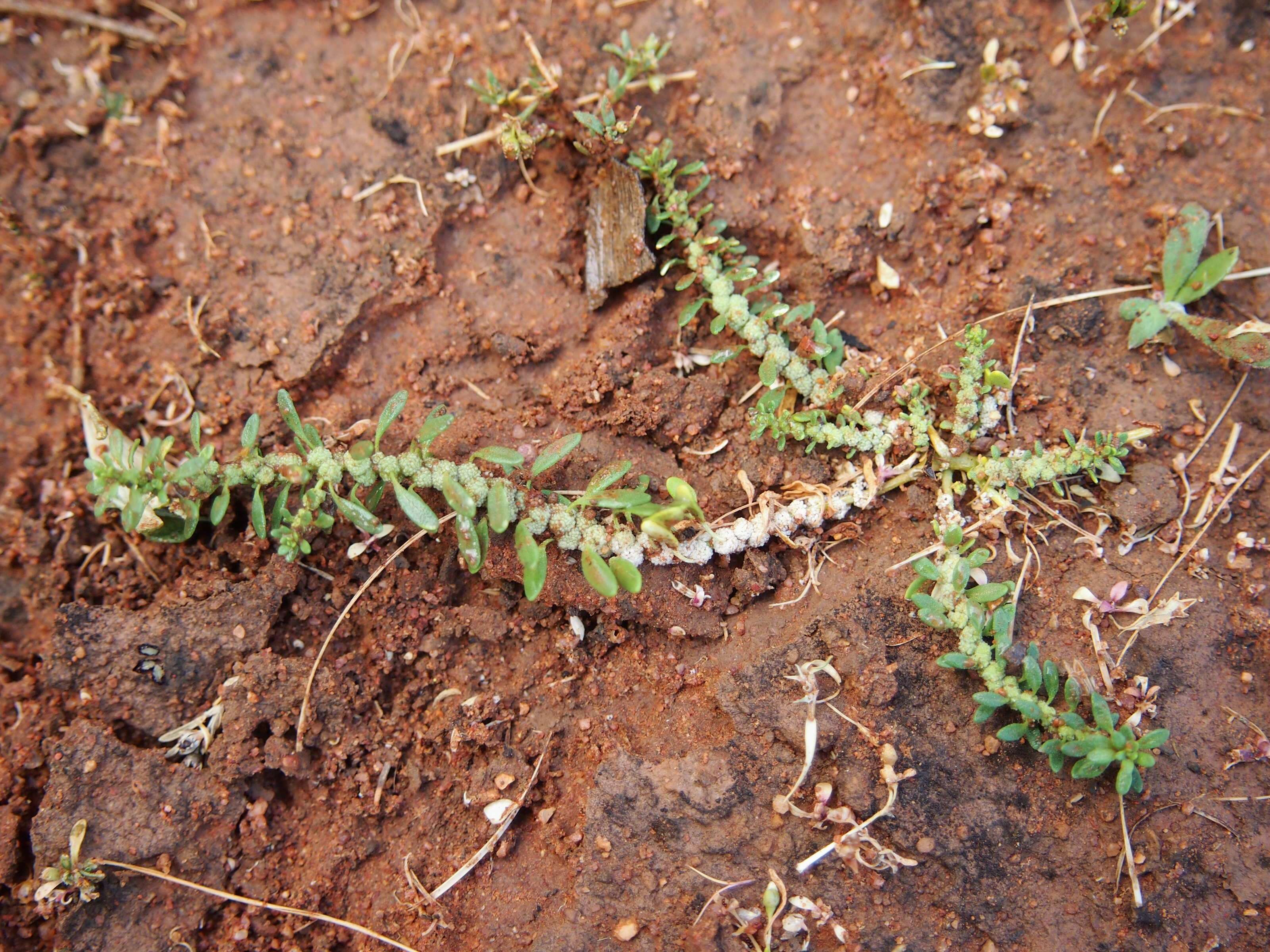 Image of Dysphania littoralis R. Br.