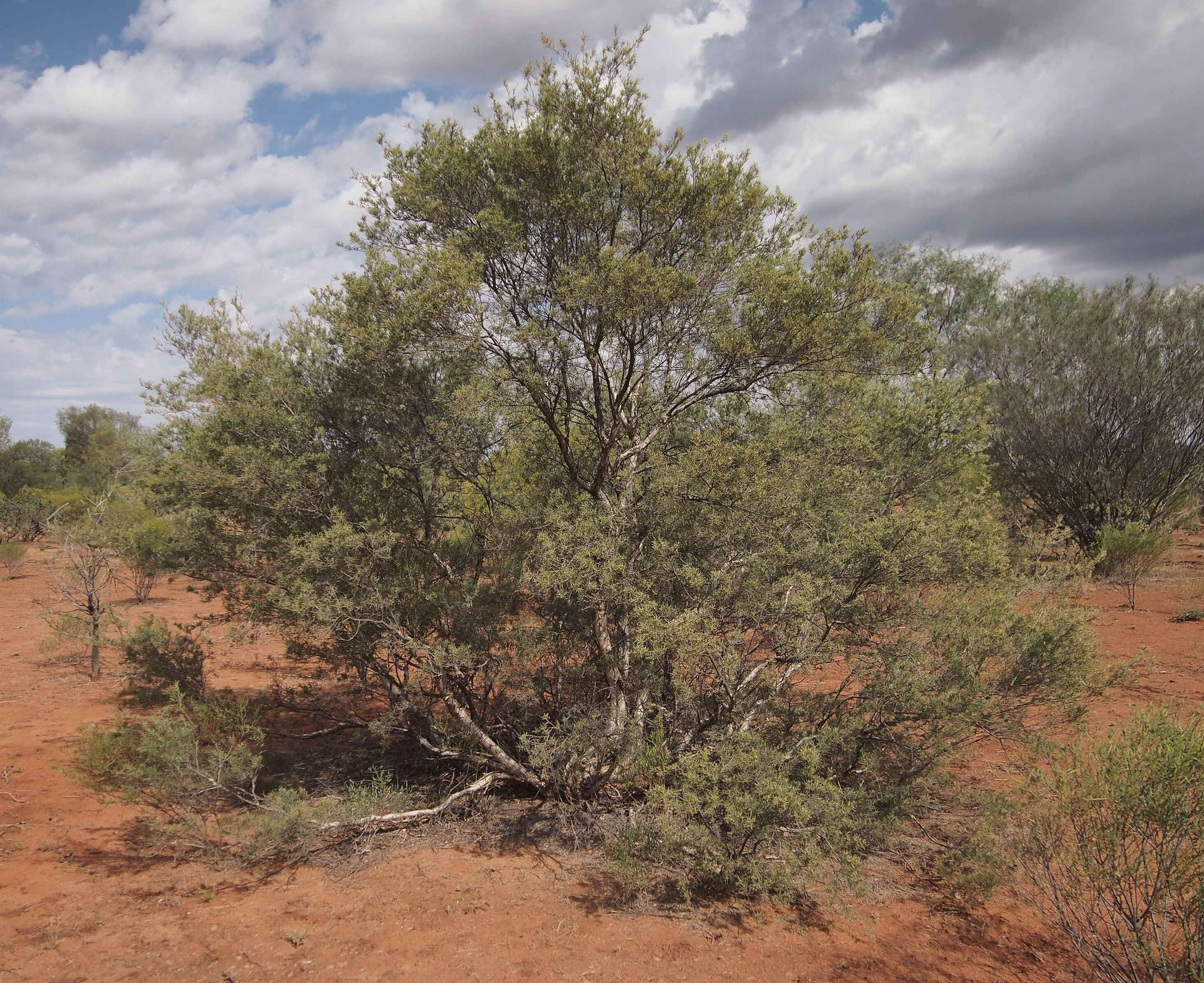 Image of Melaleuca glomerata F. Müll.