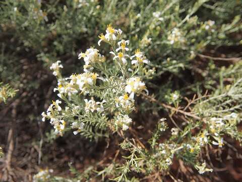 Image of shrubby daisy-bush