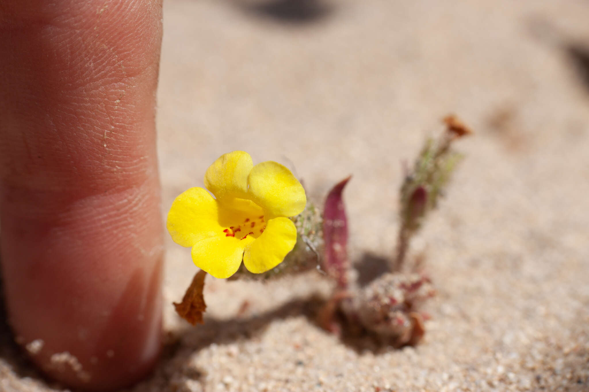 Image of Vandenberg monkeyflower