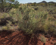 Image of shrubby daisy-bush