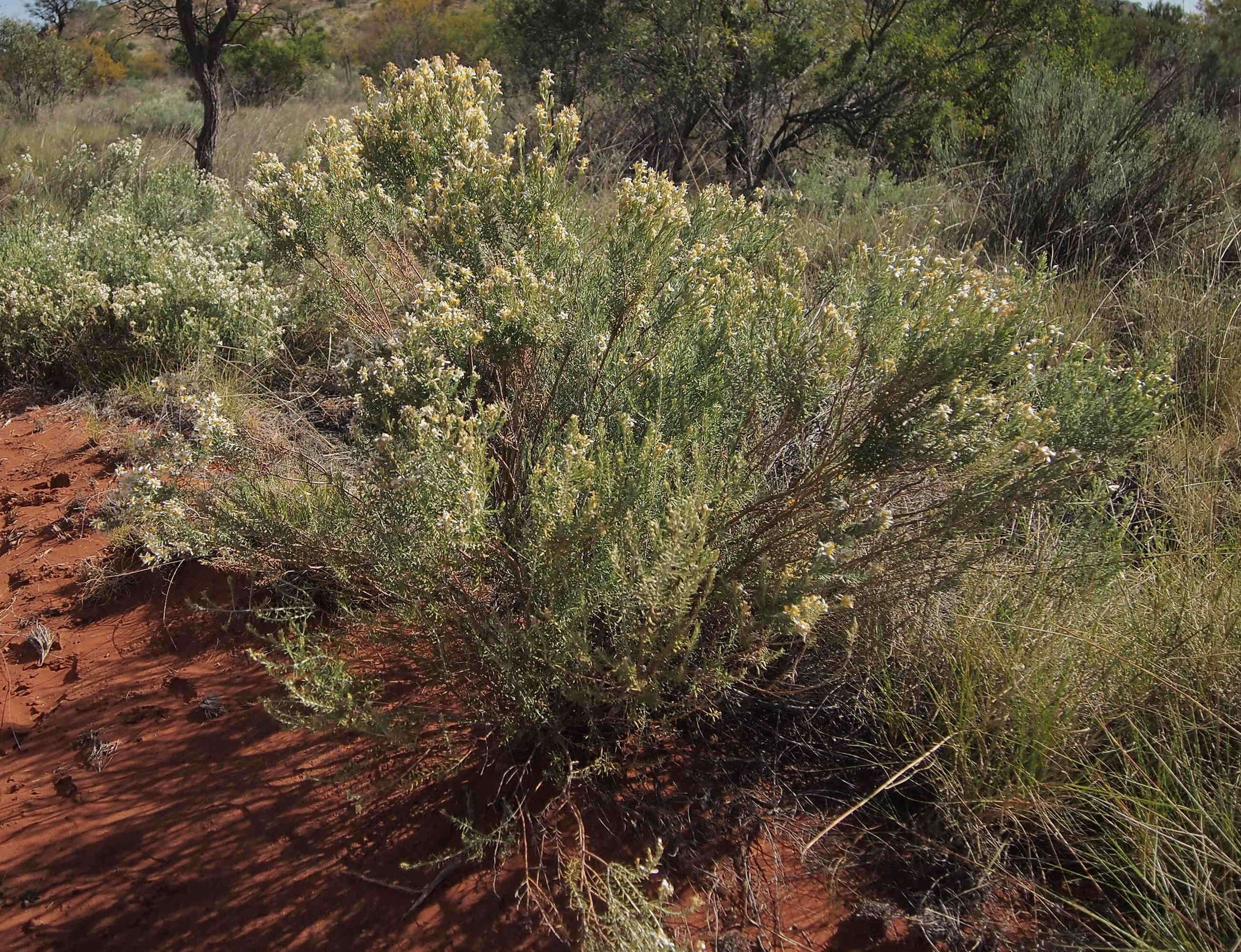 Image of shrubby daisy-bush