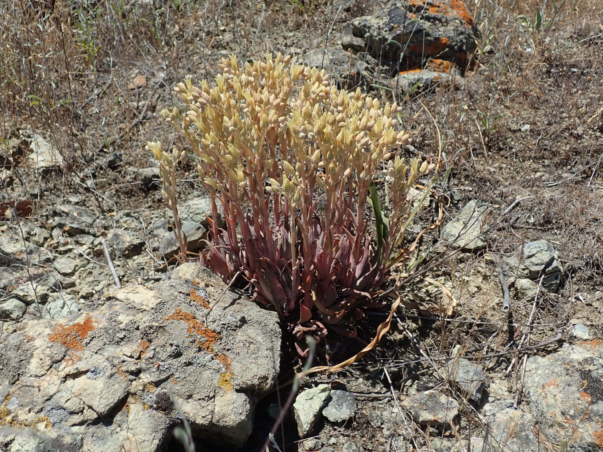 Imagem de Dudleya abramsii subsp. setchellii (Jeps.) Moran