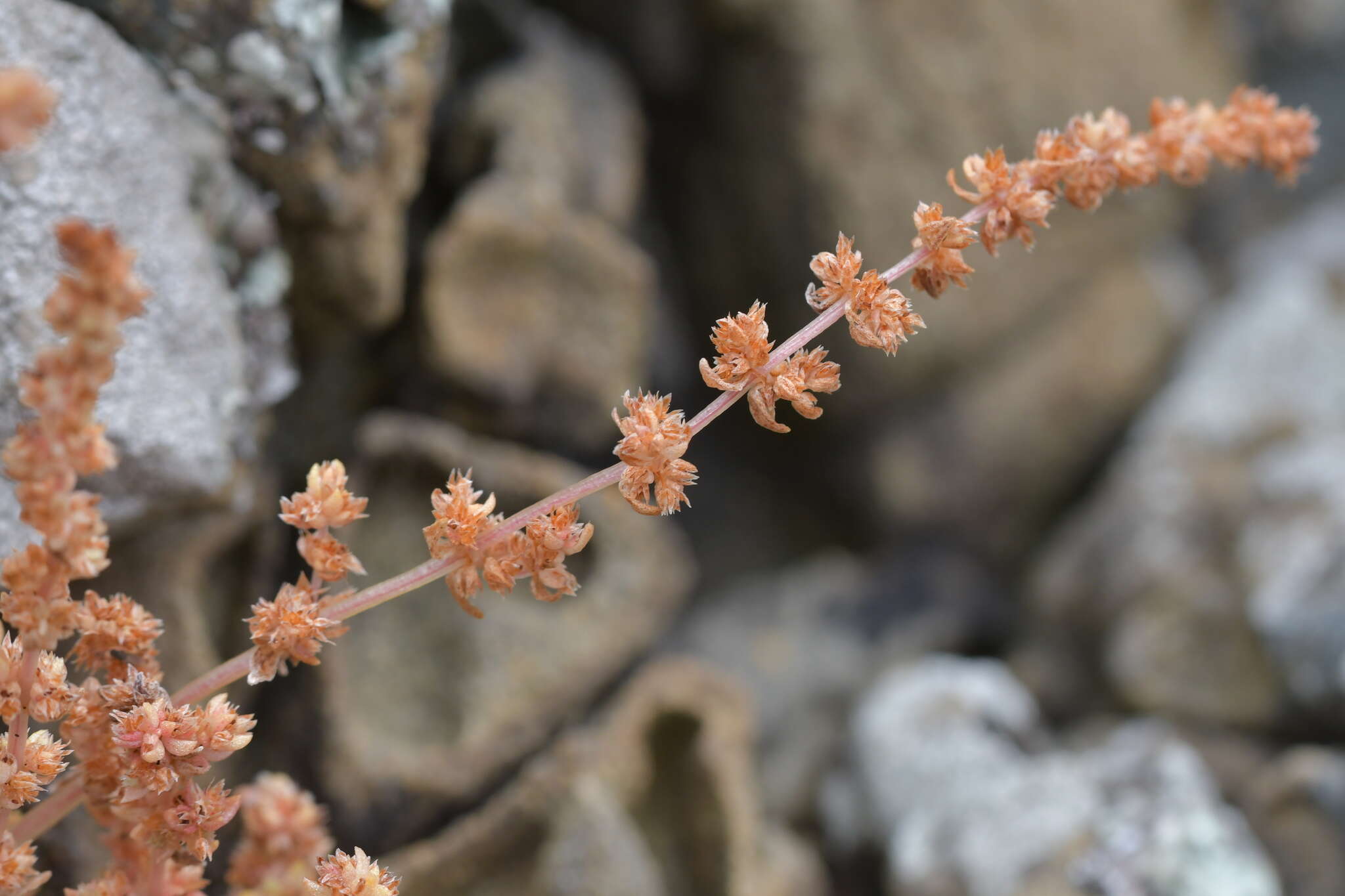 Image of Pygmyweed