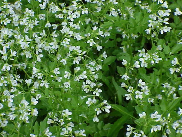 Image of Large Bittercress