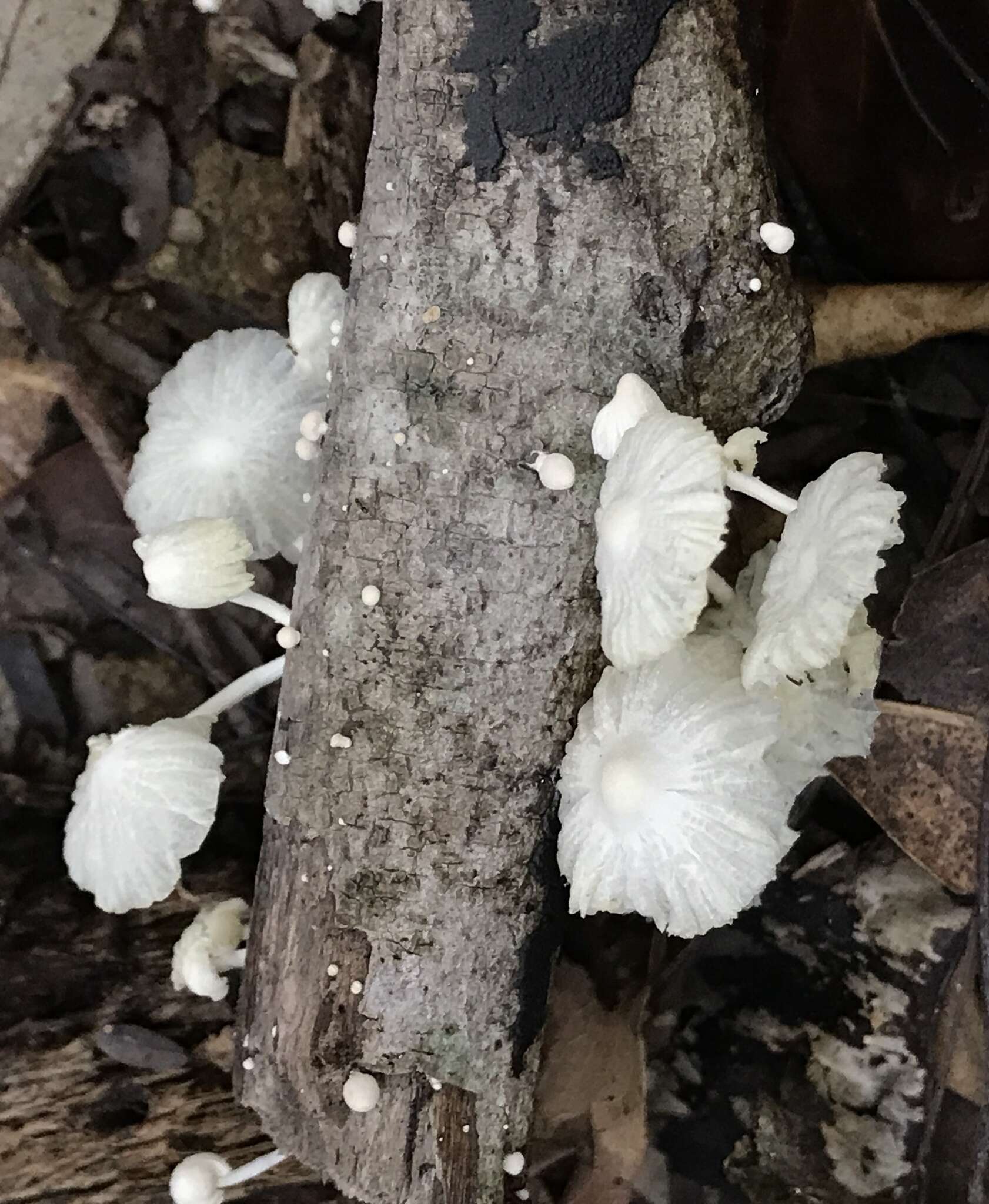 Plancia ëd Marasmiellus cubensis (Berk. & M. A. Curtis) Singer 1962