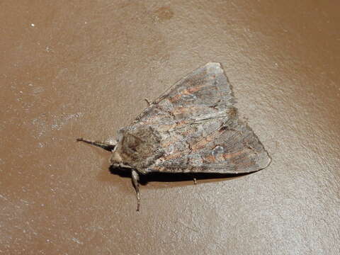 Image of Pale shining brown moth