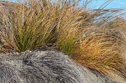 Image of Ficinia spiralis (A. Rich.) Muasya & de Lange