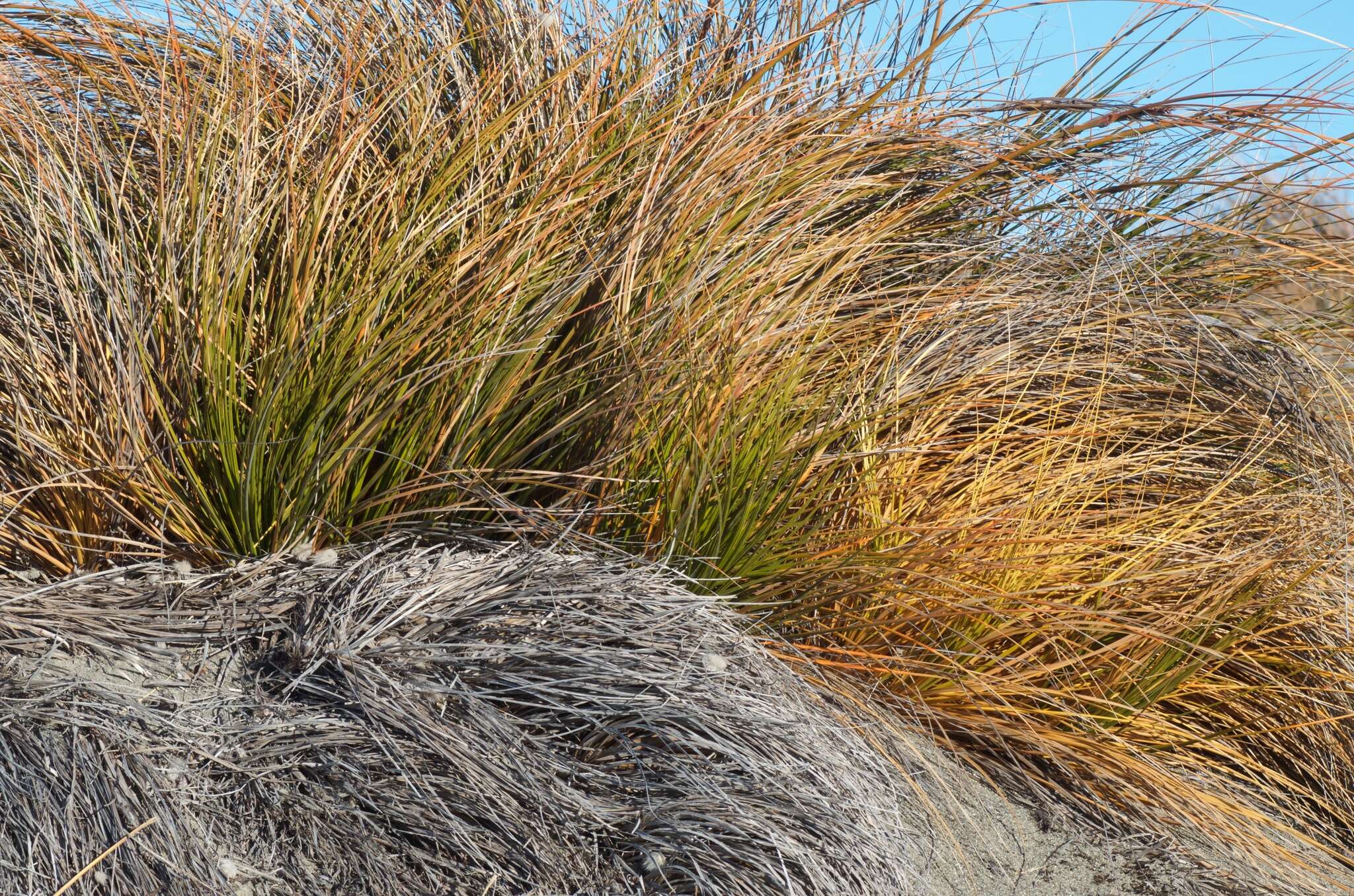 Plancia ëd Ficinia spiralis (A. Rich.) Muasya & de Lange