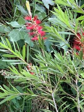 صورة Callistemon viminalis subsp. viminalis