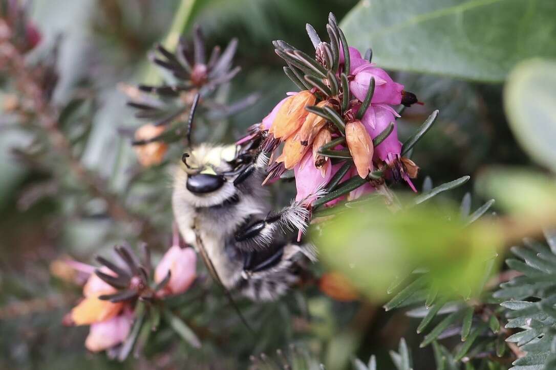 Image of Anthophora pacifica Cresson 1879