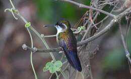 Image of Green-throated Mountain-gem