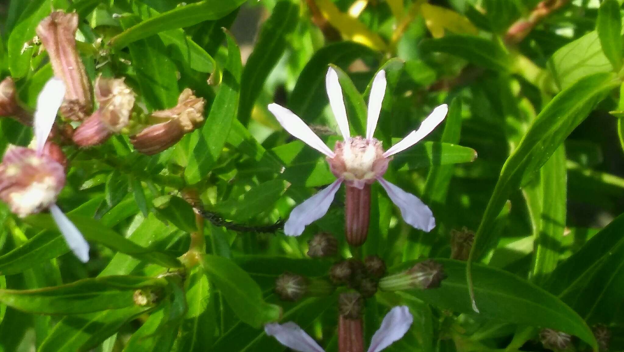 Image of Cuphea fruticosa Spreng.