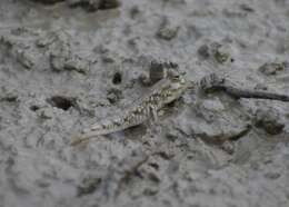 Image of Pearse's mudskipper