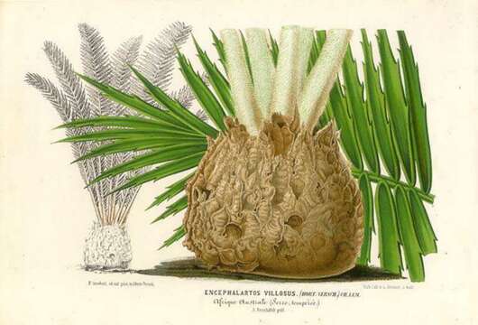 Image of Ground Cycad