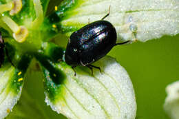 Orphilus subnitidus Le Conte 1861 resmi