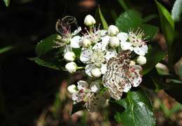 Image of Powder Moths