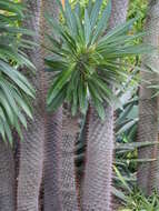 Image of Pachypodium lamerei Drake