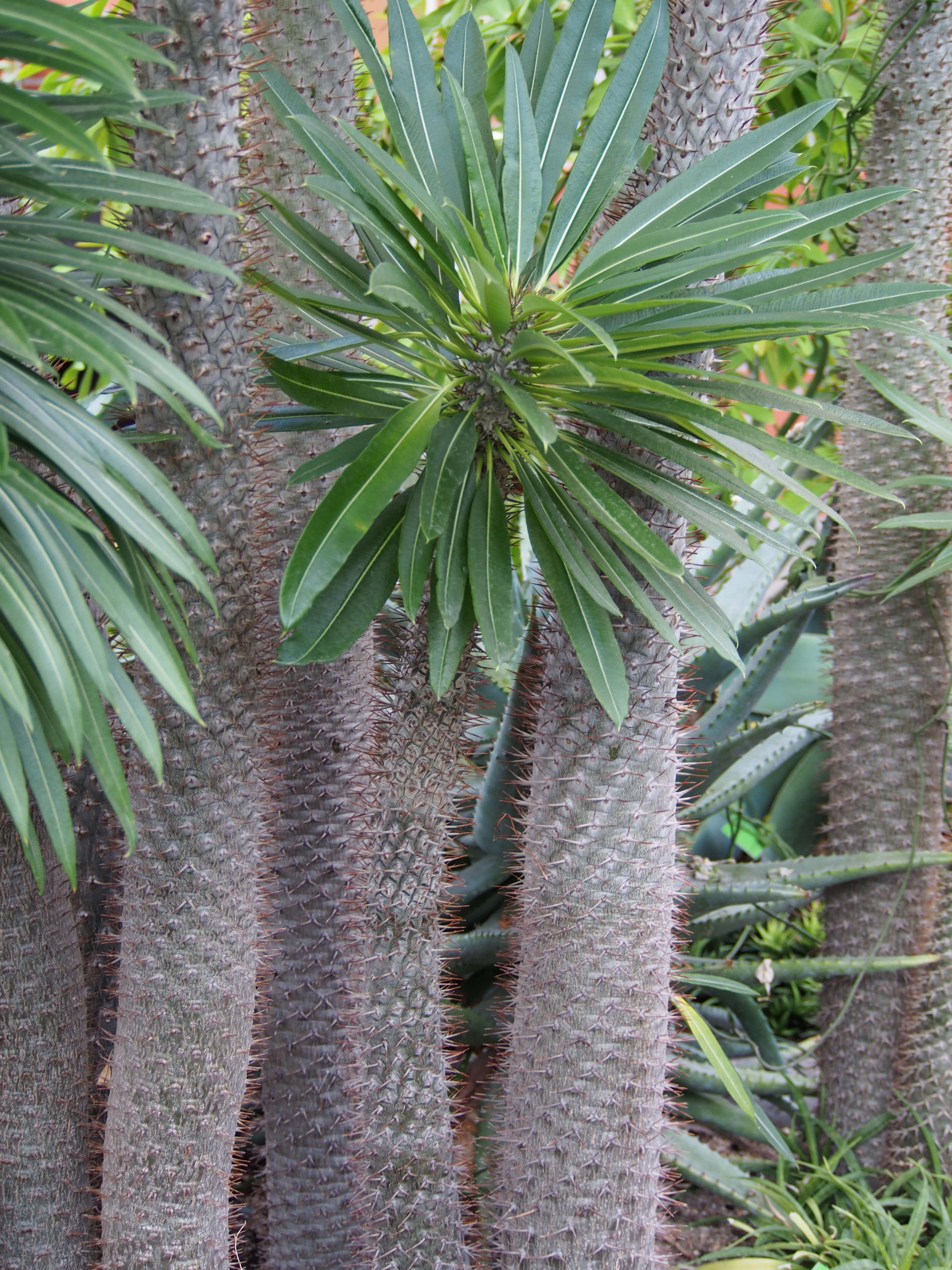 Image of Pachypodium lamerei Drake