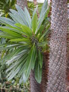 Image of Pachypodium lamerei Drake