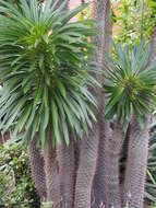 Image of Pachypodium lamerei Drake