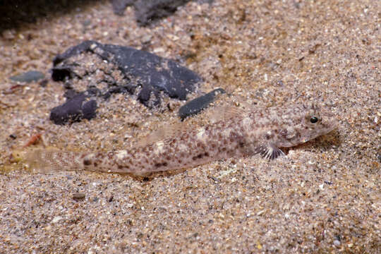 Image of Exquisite goby