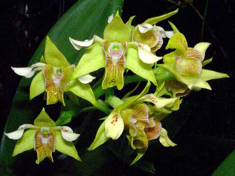 Image of Dendrobium macrophyllum var. macrophyllum