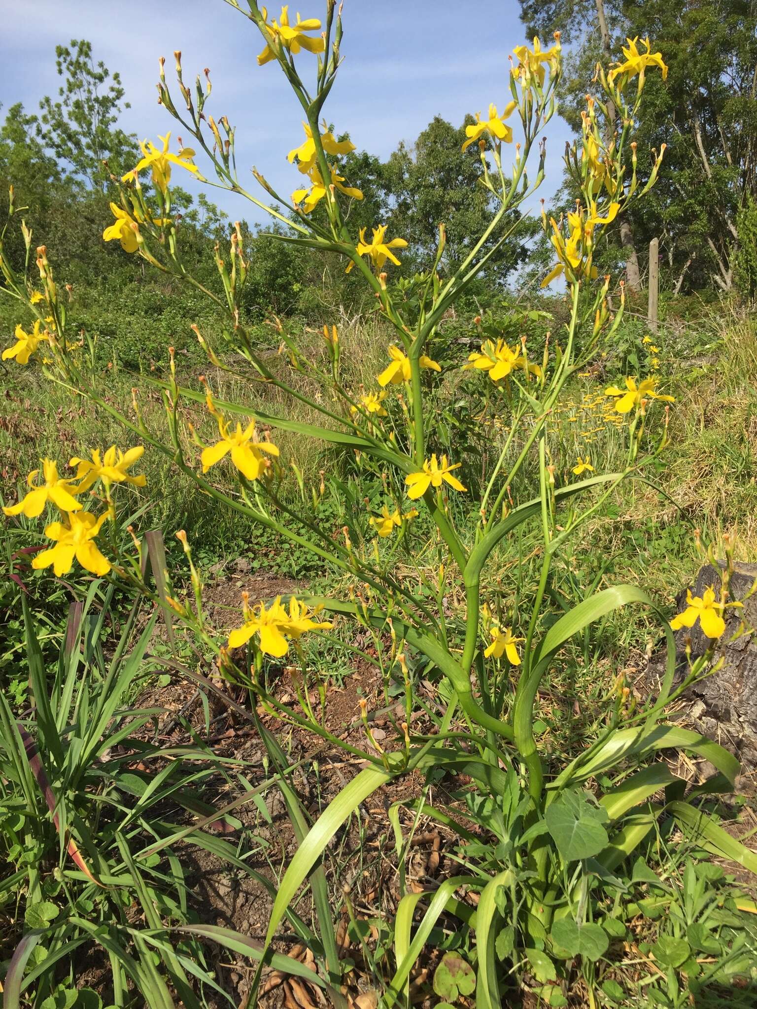 Image of Moraea ramosissima (L. fil.) Druce