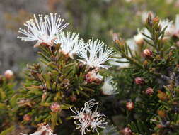 Imagem de Melaleuca haplantha B. A. Barlow