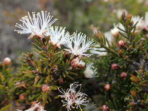 Sivun Melaleuca haplantha B. A. Barlow kuva