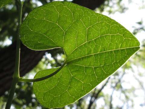 Image de Aristolochia contorta Bunge