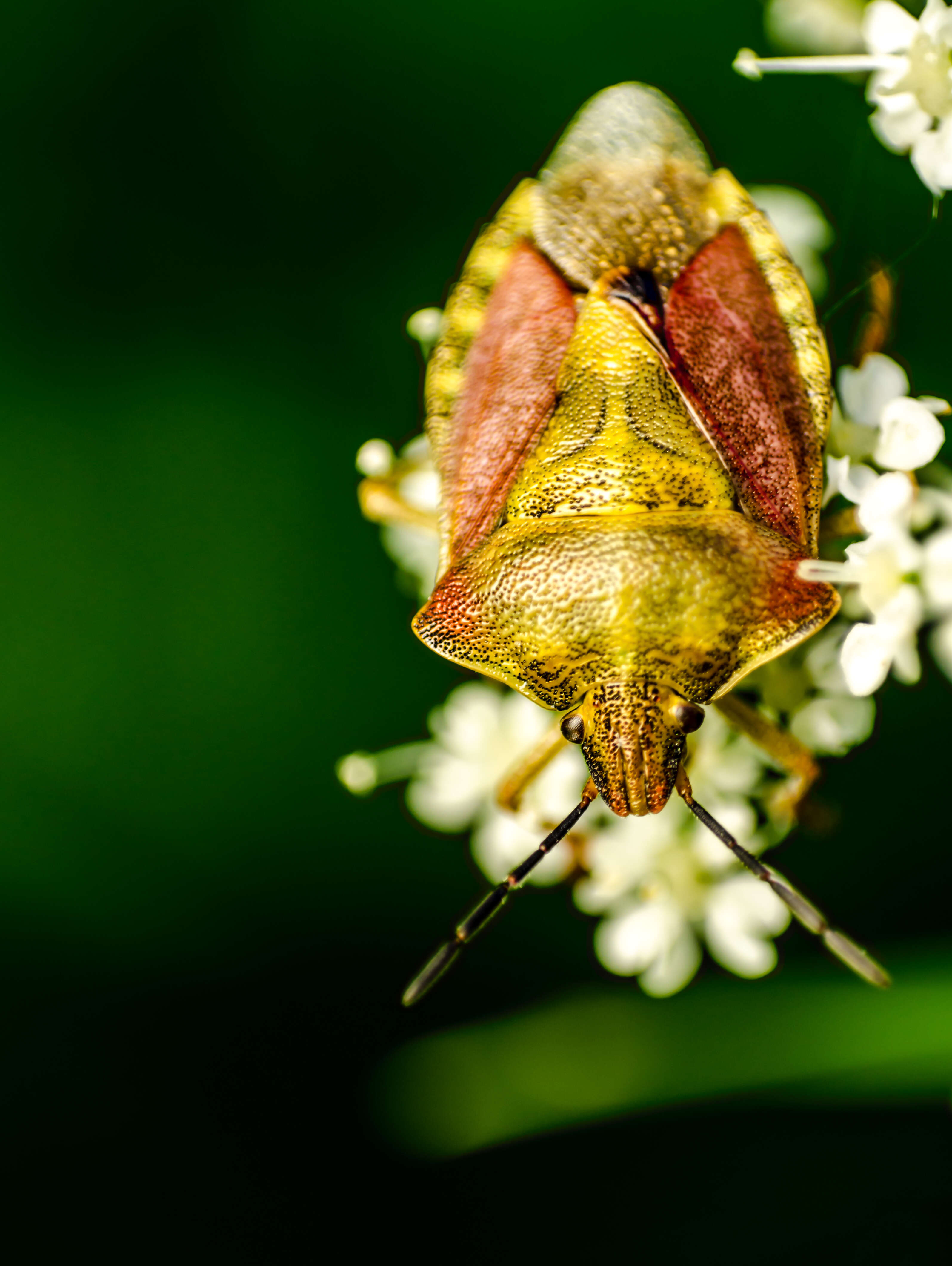 Image of sloe bug