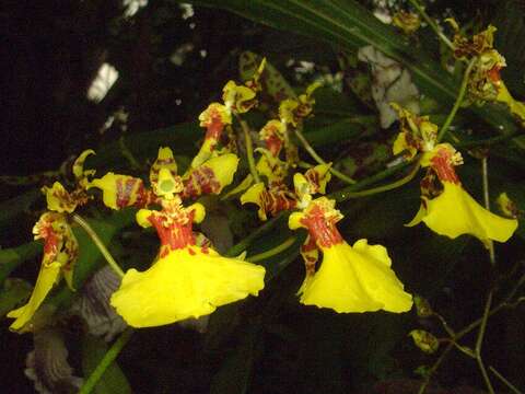 Image of Oncidium lineoligerum Rchb. fil. & Warsz.