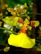 Image of Oncidium lineoligerum Rchb. fil. & Warsz.