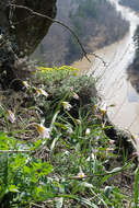 Image de Tulipa sylvestris subsp. australis (Link) Pamp.