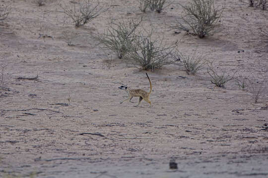 Image of Suricata suricatta suricatta (Schreber 1776)