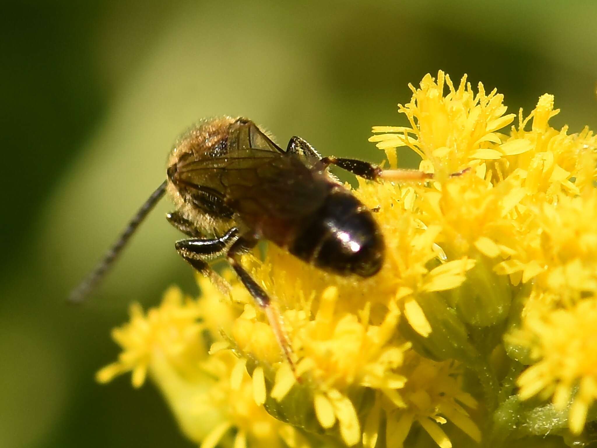 Image of Lasioglossum calceatum (Scopoli 1763)