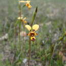 Diuris decrementa D. L. Jones & C. J. French的圖片