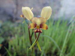 Image de Diuris conspicillata D. L. Jones