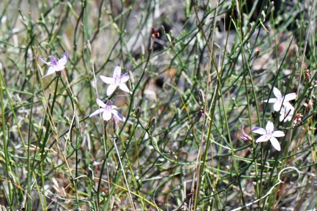 Image of rush skeletonplant