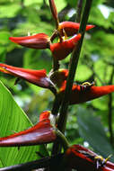 Image of Heliconia tortuosa Griggs