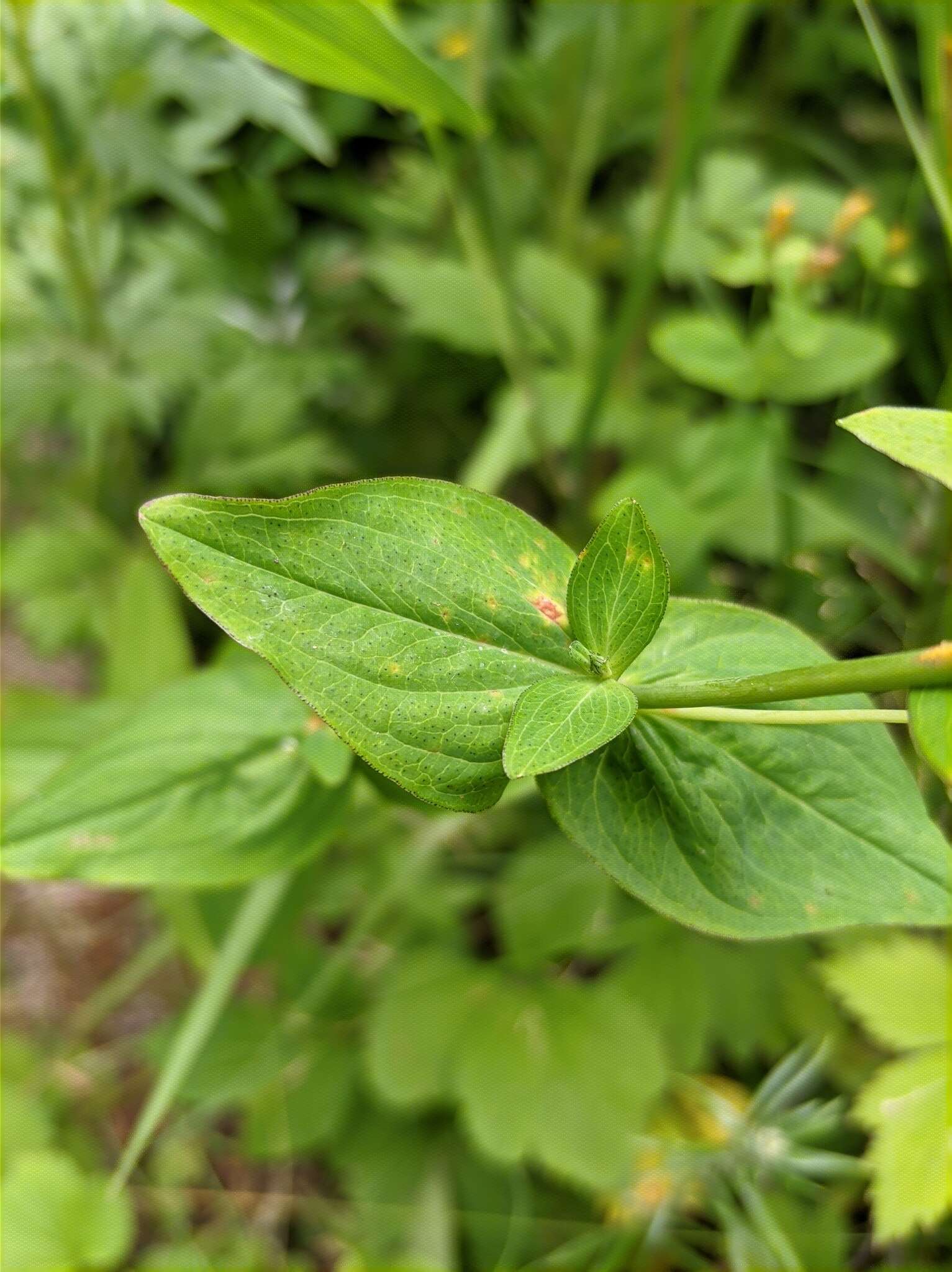 Image de Hypericum kamtschaticum Ledeb.