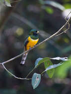 Image of Black-throated Trogon