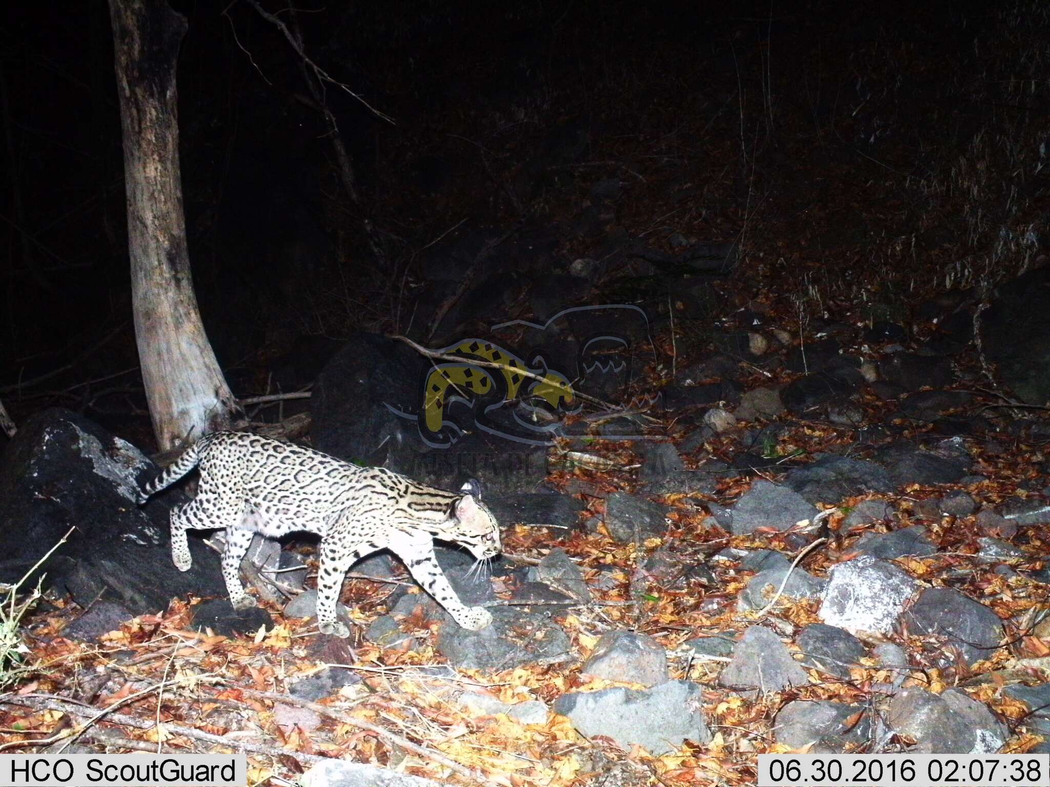 Image of Ocelot