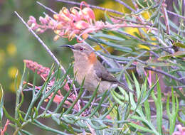 Image of Western Spinebill